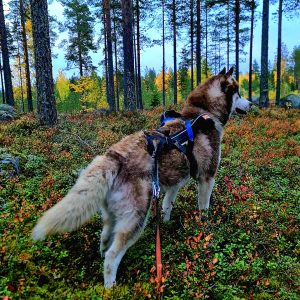 syksy, metsä, koira