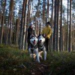 Huskypatikointi luonnossa