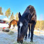 Tutustu hevosiin ja poniin